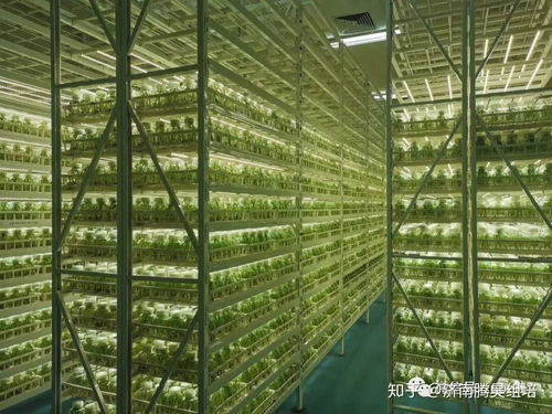 光照強度、光周期與光分布 光線三大要素穿越營銷迷霧的實戰策劃